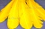 Декоративный Пучок из перьев, перо 23см/желтый - купить в Ангарске. Цена: 12.19 руб.